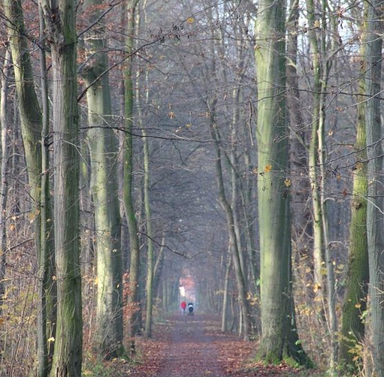 Wald – Zufluchtsort ohne Corona-Angst (Foto: ThüringenForst) Wald – Zufluchtsort ohne Corona-Angst (Foto: ThüringenForst)