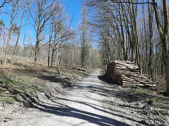 Aufforstung im Brückental (Foto: Karl-Heinz Herrmann) Aufforstung im Brückental (Foto: Karl-Heinz Herrmann)