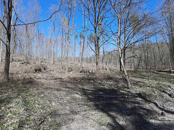 Aufforstung im Brückental (Foto: Karl-Heinz Herrmann) Aufforstung im Brückental (Foto: Karl-Heinz Herrmann)