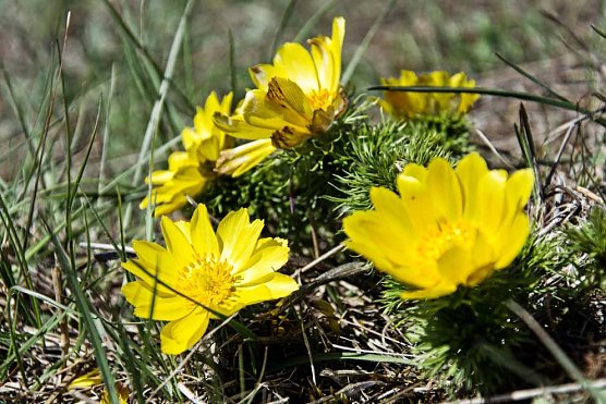 Adonisr&ouml;schen (Foto: Chrisatian Chelauske)