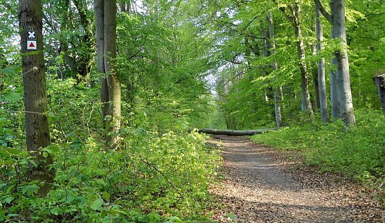 Leserfoto Maigl&ouml;ckchen B&auml;rlauch und Barbarossaweg (Foto: Uta K&ouml;stler)
