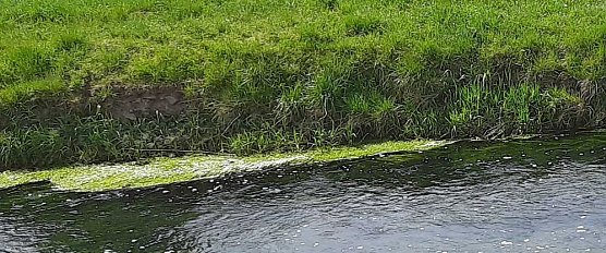 Harmlose Erscheinung (Foto: Karl-Heinz Herrmann) Harmlose Erscheinung (Foto: Karl-Heinz Herrmann)