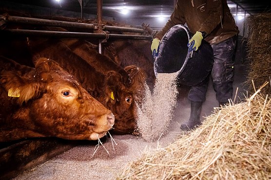 Arbeit auf dem Hof (Foto: Agrargewerkschaft IG Bau Nordth&uuml;ringen)