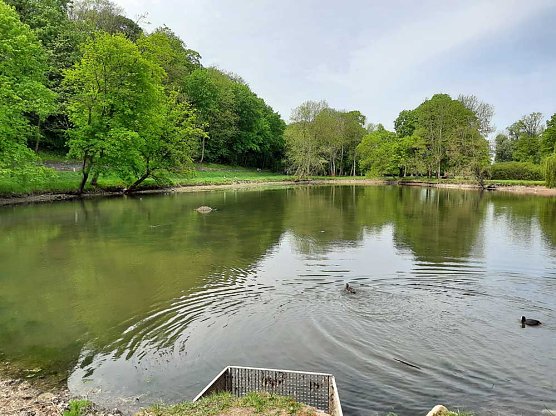 Kleiner Parkteich füllt sich wieder (Foto: Karl-Heinz Herrmann) Kleiner Parkteich füllt sich wieder (Foto: Karl-Heinz Herrmann)