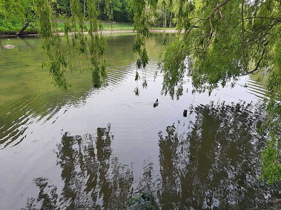 Kleiner Parkteich füllt sich wieder (Foto: Karl-Heinz Herrmann) Kleiner Parkteich füllt sich wieder (Foto: Karl-Heinz Herrmann)