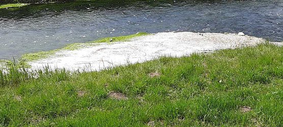 Wipper wird zum Problem f&uuml;r den kleinen Parkteich (Foto: Karl-Heinz Herrmann)