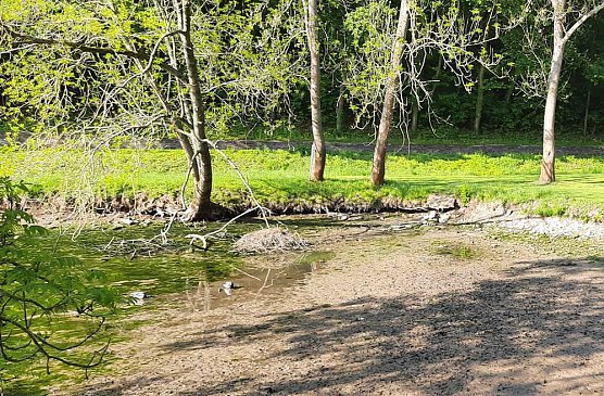 Wipper wird zum Problem f&uuml;r den kleinen Parkteich (Foto: Karl-Heinz Herrmann)
