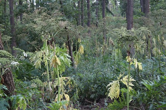 Warnungen in der Wind geschlagen (Foto: Karl-Heinz Herrmann)