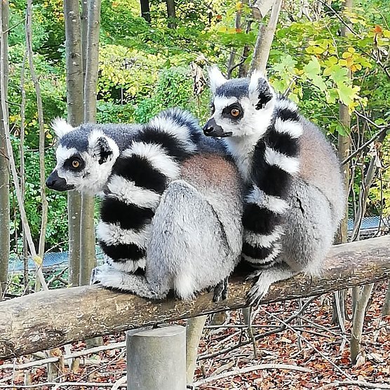 Unternehmen und Corona (Foto: privat) Unternehmen und Corona (Foto: privat)