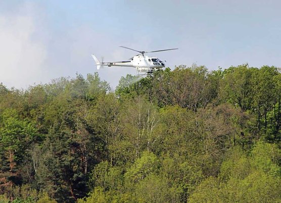 Nach Schwammspinnerbek&auml;mpfung im Kyffh&auml;userkreis (Foto: Th&uuml;ringenForst)