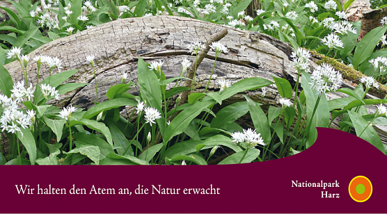 Nationalpark Harz - Tätigkeitsbericht 2019 erschienen (Foto: Nationalpark Harz) Nationalpark Harz - Tätigkeitsbericht 2019 erschienen (Foto: Nationalpark Harz)