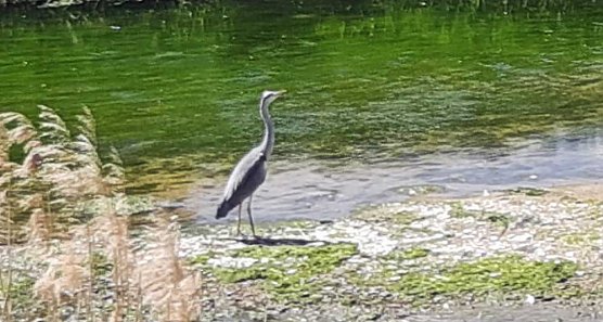Graureiher (Foto: Karl-Heinz Herrmann)