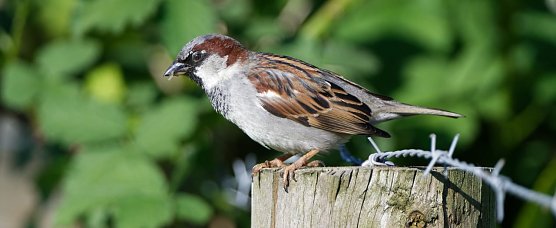 Der Haussperling (Foto: Hartmut Mletzko)