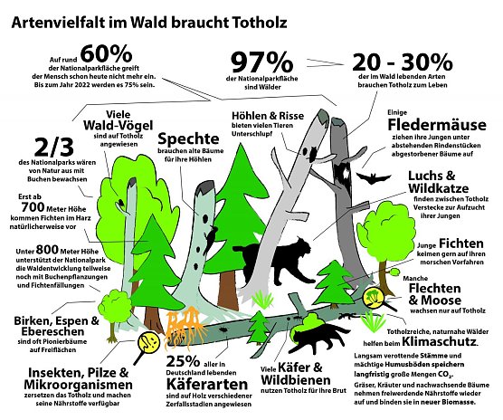 Biodiversität im Totholz (Foto: Mandy Gebara) Biodiversität im Totholz (Foto: Mandy Gebara)
