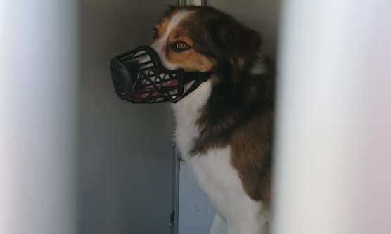 Dieser Bordes-Collie wR auf der A71 unterwegs (Foto: API) Dieser Bordes-Collie wR auf der A71 unterwegs (Foto: API)