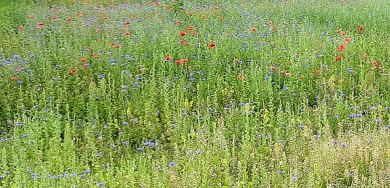Nahrung f&uuml;r "Biene Maja, Willy" und Co (Foto: Karl-Heinz Herrmann)