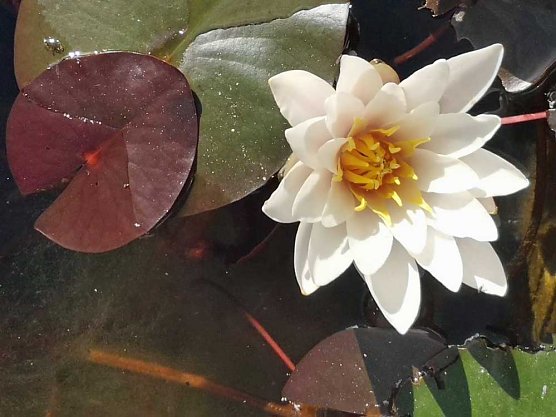 Neue Geschichten übern Gartenzaun (Foto: Thomas Leipold) Neue Geschichten übern Gartenzaun (Foto: Thomas Leipold)