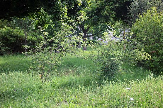 Felsenbirne, die verkannte bzw. vergessene Frucht (Foto: Karl-Heinz Herrmann) Felsenbirne, die verkannte bzw. vergessene Frucht (Foto: Karl-Heinz Herrmann)