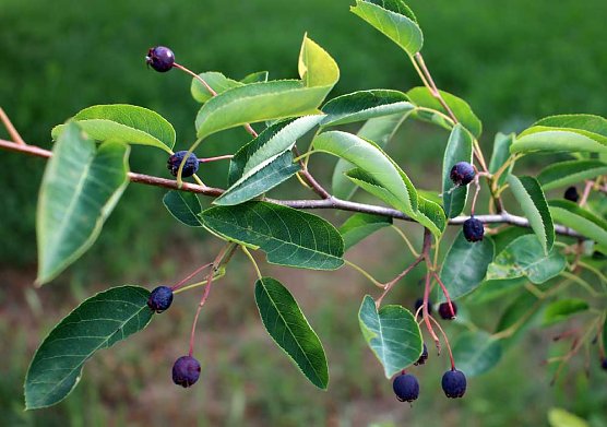 Felsenbirne, die verkannte bzw. vergessene Frucht (Foto: Karl-Heinz Herrmann) Felsenbirne, die verkannte bzw. vergessene Frucht (Foto: Karl-Heinz Herrmann)