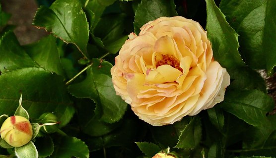 Wetterbild (Foto: agl) Wetterbild (Foto: agl)