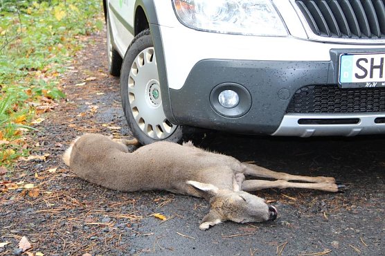 Wildunfall (Foto: ThüringenForst) Wildunfall (Foto: ThüringenForst)