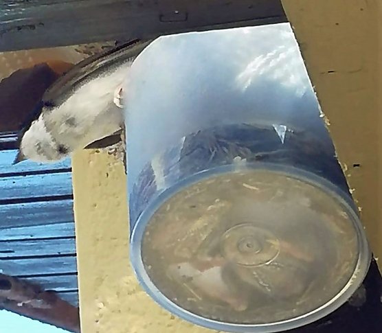 Geniale Schwalbennestrettung in Etzleben (Foto: Peter Ke&szlig;ler)