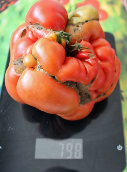 Etwas außer Form geraten (Foto: Karl-Heinz Herrmann) Etwas außer Form geraten (Foto: Karl-Heinz Herrmann)