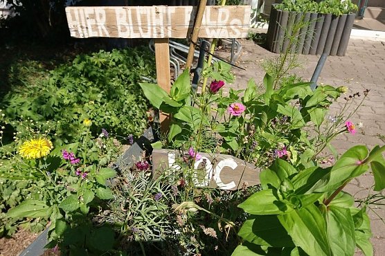 Es blüht im Wohngebiet! (Foto: HOC) Es blüht im Wohngebiet! (Foto: HOC)