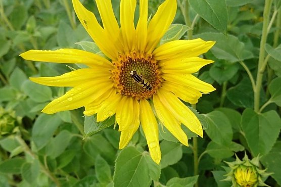 Es blüht im Wohngebiet! (Foto: HOC) Es blüht im Wohngebiet! (Foto: HOC)