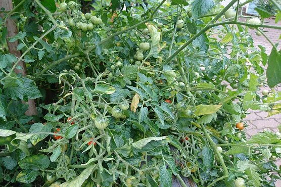 Es blüht im Wohngebiet! (Foto: HOC) Es blüht im Wohngebiet! (Foto: HOC)