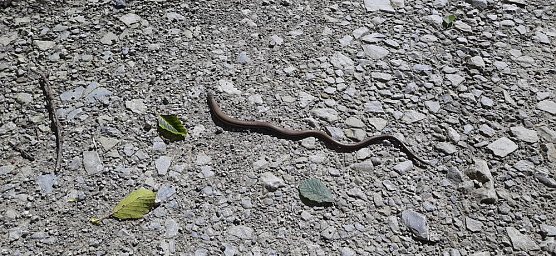 Vertrocknete B&auml;ume, B&auml;nke und mehr (Foto: Karl-Heinz Herrmann)