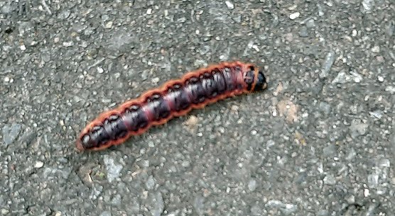 Wer kennt das Tier? (Foto: Karl-Heinz Herrmann) Wer kennt das Tier? (Foto: Karl-Heinz Herrmann)