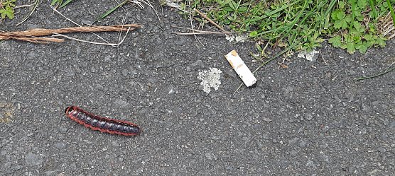 Wer kennt das Tier? (Foto: Karl-Heinz Herrmann) Wer kennt das Tier? (Foto: Karl-Heinz Herrmann)