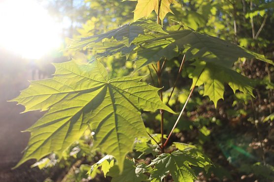 Wetterbild (Foto: agl) Wetterbild (Foto: agl)