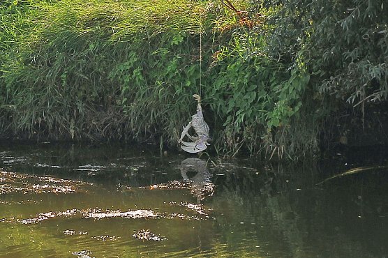 Unstrut Krokodil lässt sich nicht locken (Foto: Silvio Dietzel) Unstrut Krokodil lässt sich nicht locken (Foto: Silvio Dietzel)