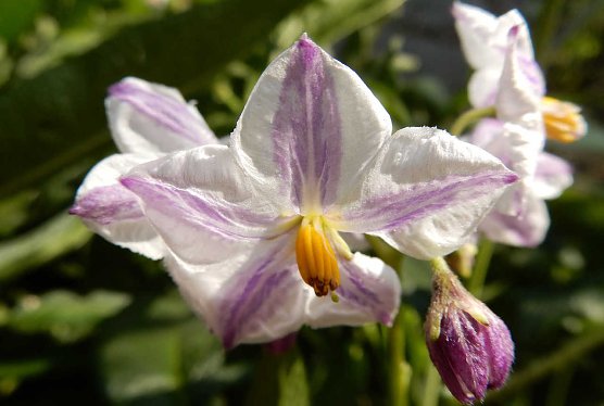 Prachtvolle Blüten der Pepino (Foto: A.Zeidler) Prachtvolle Blüten der Pepino (Foto: A.Zeidler)