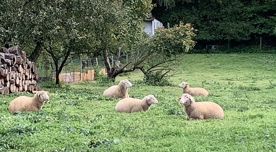 Wiese bei Auleben (Foto: oas) Wiese bei Auleben (Foto: oas)