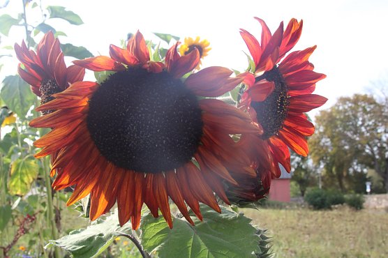 F&uuml;r eine lebendige und zukunftsf&auml;hige Stadt (Foto: Katrin Sieber)