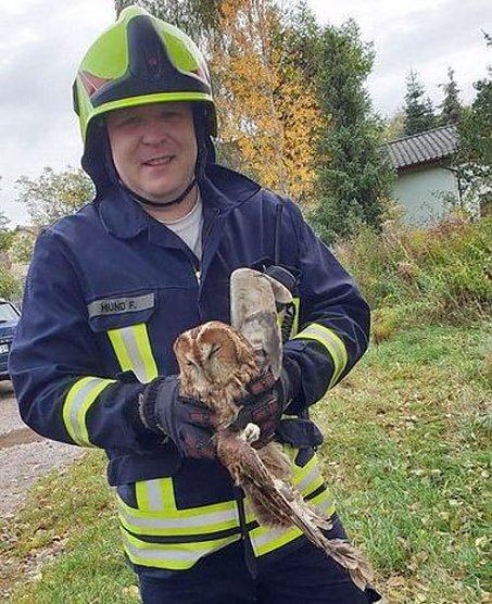 Junger Kauz in misslicher Lage (Foto: Silvio Dietzel) Junger Kauz in misslicher Lage (Foto: Silvio Dietzel)