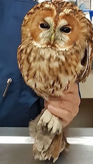 Junger Kauz in misslicher Lage (Foto: Silvio Dietzel) Junger Kauz in misslicher Lage (Foto: Silvio Dietzel)