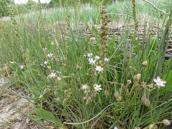 N&auml;chster Bauabschnitt am Solgraben beginnt (Foto: Landschaftspflegeverband S&uuml;dharz/Kyffh&auml;user e. V.)