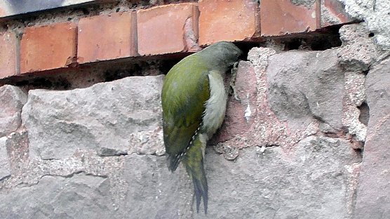 Entdeckt vor der eigenen Haust&uuml;r, ein echter Mauerspecht. Man kann nur hoffen, dass er noch nicht am Rathaus war. (Foto: Ulrich Reinboth)
