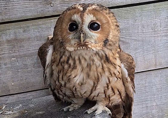 Waldkauz wieder frei (Foto: Silvio Dietzel) Waldkauz wieder frei (Foto: Silvio Dietzel)