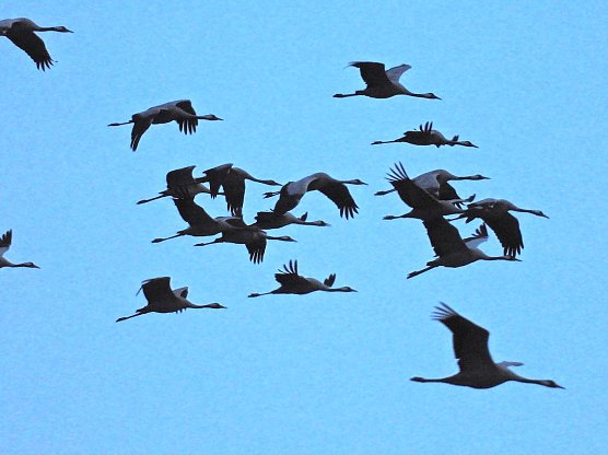 Akrobaten der Lüfte (Foto: Peter Blei) Akrobaten der Lüfte (Foto: Peter Blei)