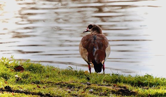 Nilgans am Parkteich - Schloss Sondershausen (Foto: emw) Nilgans am Parkteich - Schloss Sondershausen (Foto: emw)