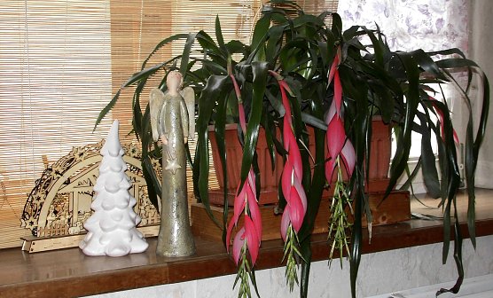 Bl&uuml;tenzauber zur Weihnachtszeit (Foto: Ulrich Reinboth, Kelbra)