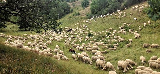 Tierische Pflegema&szlig;nahmen zur Renaturierung (Foto: Landschaftspflegeverband S&uuml;dharz/ Kyffh&auml;user)