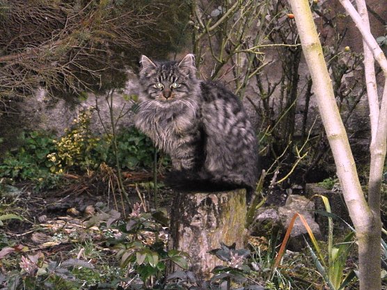 Wem geh&ouml;rt die Katze? (Foto: privat)