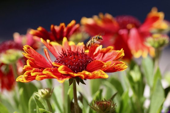 Der Wettbewerb hat begonnen (Foto: emw)