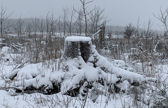 Abgeholztes Waldst&uuml;ck im harz (Foto: oas)